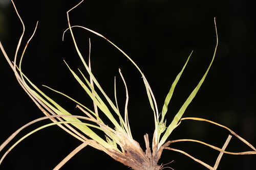 Carex juniperorum  #7